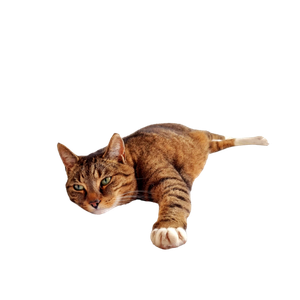A Calm Tabby Cat Lies Stretched Out On A White Bed Indoors, Exhibiting A Relaxed Pose. 16347 - Cat PNG image with transparent background